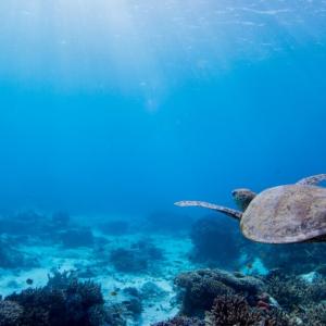 Turtle swimming in the ocean 