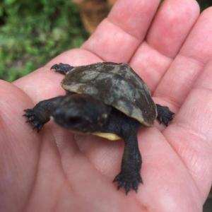 A hand holding a baby turtle