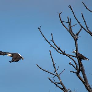 Two bald eagles, one in flight, one perched in a leaf-less tree.