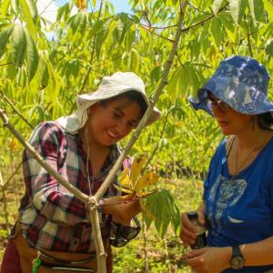 Two farmers inspect the branch of a tree in an orchard. Both wearing sun hats.