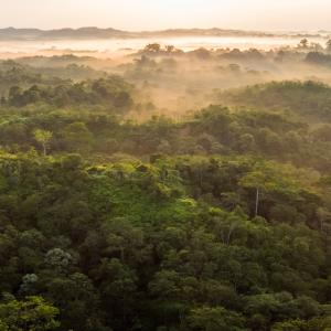 aerial view of a dense forest with fog in the background