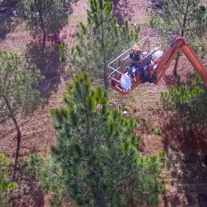 aerial view of a person in a lift at the top of a pine tree.