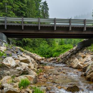 bridge in the forest