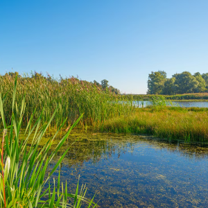 Wetlands