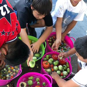 Children washing produce in plastic baskets