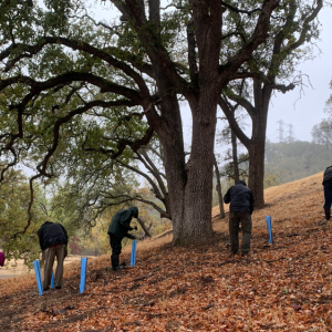 volunteers planting trees and placing blue collars to support them