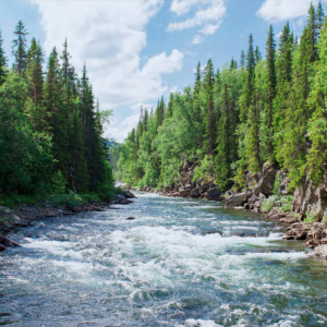 A fast flowing river through a forested area.