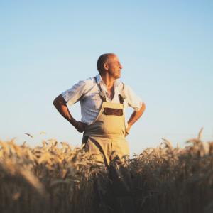 A person with hands on hips looking over a field of wheat.