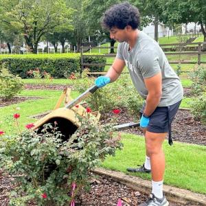 A volunteer emptying a wheelbarrow.