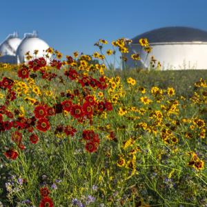 A field of flowers. Domed buildings in the background.