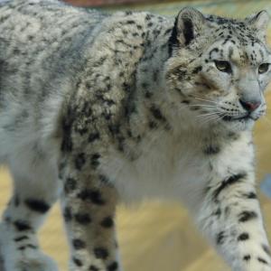 snow leopard