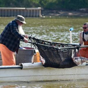 Two people in a small boat lifting a large fish out of the water with a net.