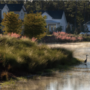 Homes in the background of a wetland and a long-neck bird.