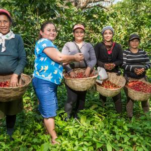 Coffee farmers in El Salvador during harvest.