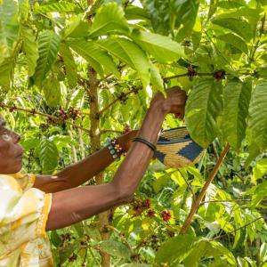 woman harvesting coffee beans