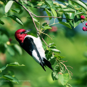 Red-headed Woodpecker