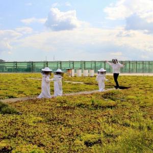 field with honey bees