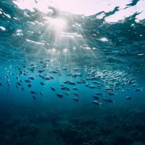 a school of silvery fish in a sunlit ocean