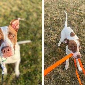 dog posing for pictures