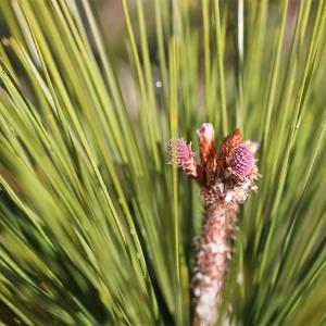 Close up of a young pine cone flower
