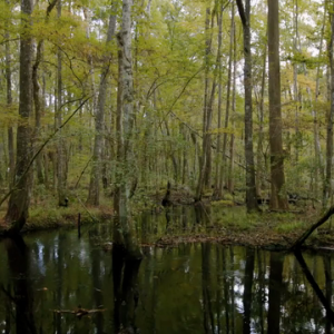 Biodiversity in Rayonier Forests