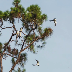 birds roosting in tree