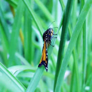 Wildlife Thrives at Bacardi Bottling Facility