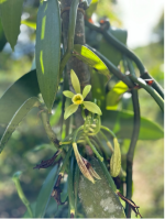 Vanilla plant