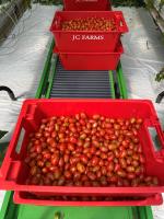 Grape tomato Harvest