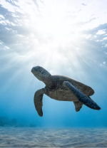 Turtle swimming in the ocean