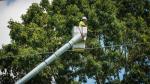 Worker in cherry picker in front of a tree