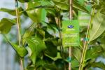 Tree tag
