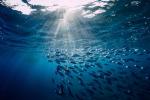 underwater view of a school of fish