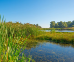 Wetlands