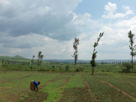 Justine, 43, de-weeds her onions on farmland Action Against Hunger helped her secure.