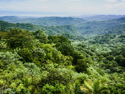 Aerial view of the amazon rainforest