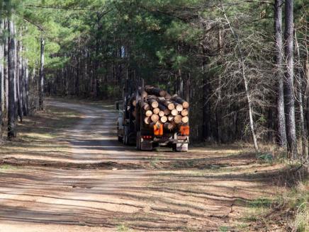 Truck filled with timber