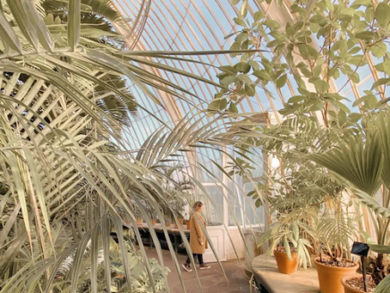Storme in a greenhouse.