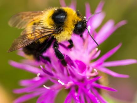 A bumblebee on a bright pink flower