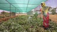 Person watering plants 