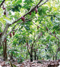 cocoa plants
