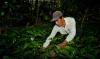 person working with plants