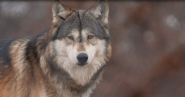 racking stress in wolves