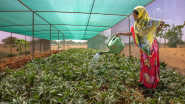 Person watering plants 