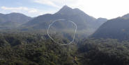 Thumbnail - Video - An Audacious Plan to Save the Worlds's Most Vital Forests