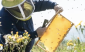 Beekeeper 