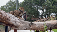 Leopard stood on a piece of wood near a branch