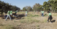 AMD employees volunteering outside