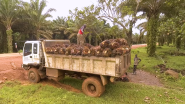 Ugandan Farmers farming oil palm trees