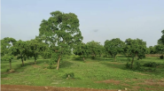 grass and trees